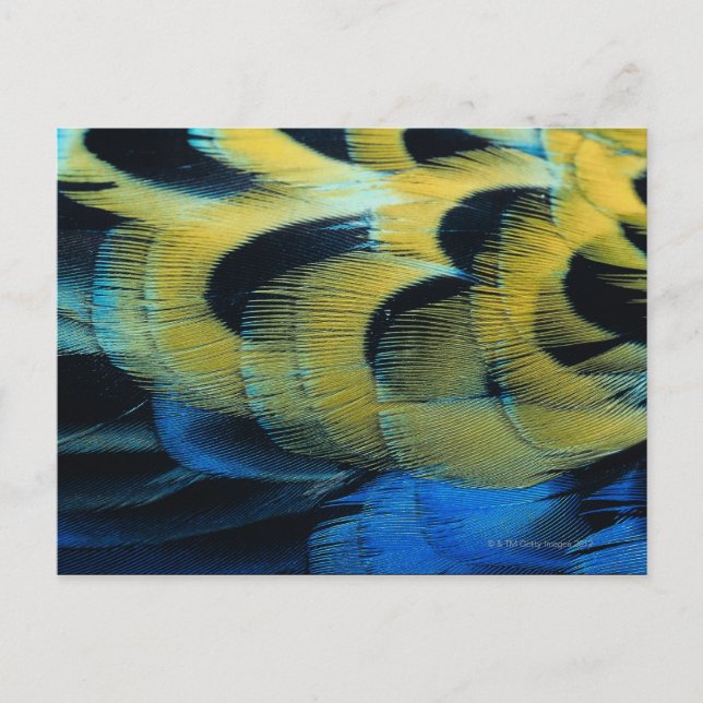 Carte Postale Surface de la plume 4 (Devant)