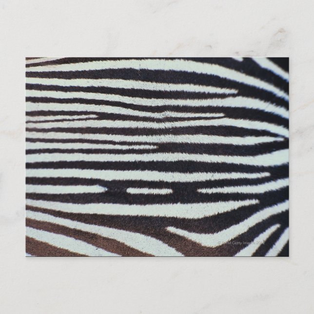 Carte Postale Surface de peau de zèbre (Devant)