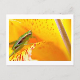 Carte Postale surfeur