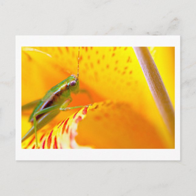 Carte Postale surfeur de fleurs (Devant)