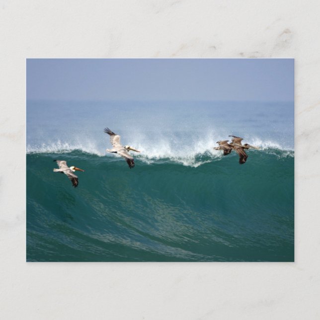 Carte Postale Surfing de Pelican (Devant)