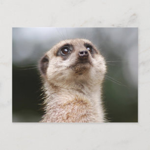 Carte Postale Suricate