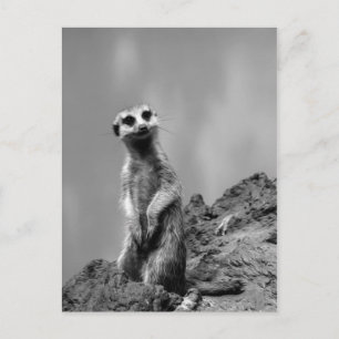 Carte Postale Suricate