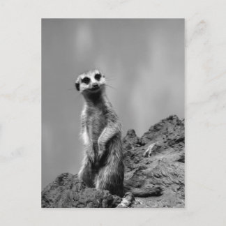 Carte Postale Suricate