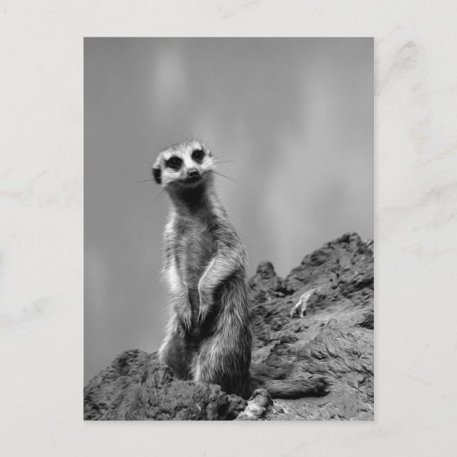 Carte Postale Suricate (Devant)