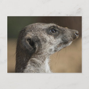 Carte Postale Suricate