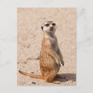 Carte Postale Suricate
