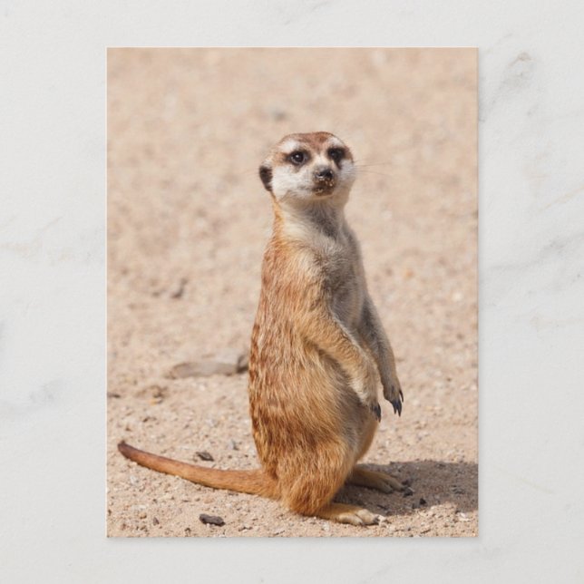 Carte Postale Suricate (Devant)
