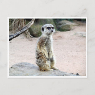 Carte Postale suricate