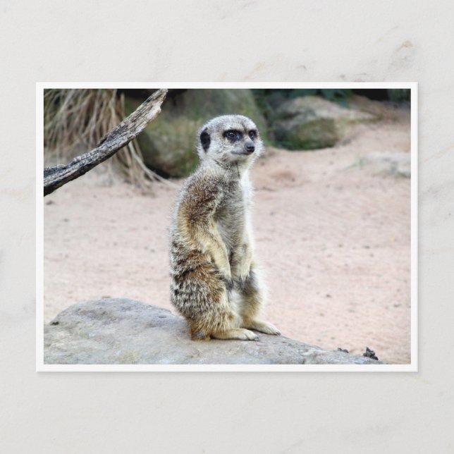 Carte Postale suricate (Devant)