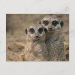 Carte Postale Suricate 067