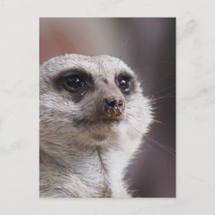 Carte Postale Suricate Animal Safari Afrique Mignon