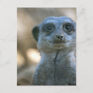 Carte Postale Suricate drôle