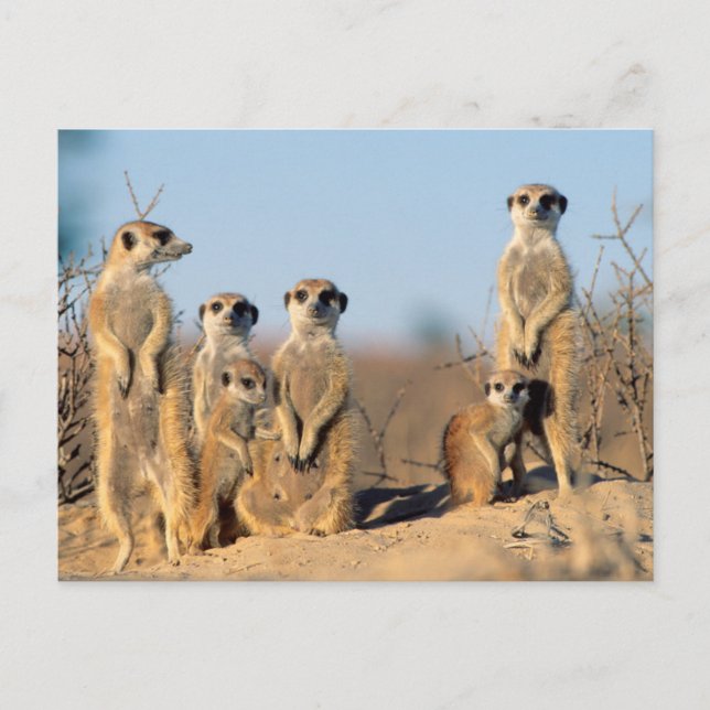 Carte Postale Suricate family sunning themselves at their (Devant)