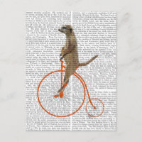 Suricate sur grand bi orange