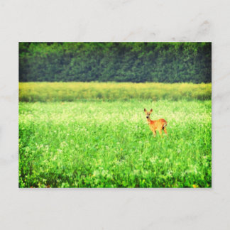 Carte Postale Surpris, cerf dans les champs Lomo