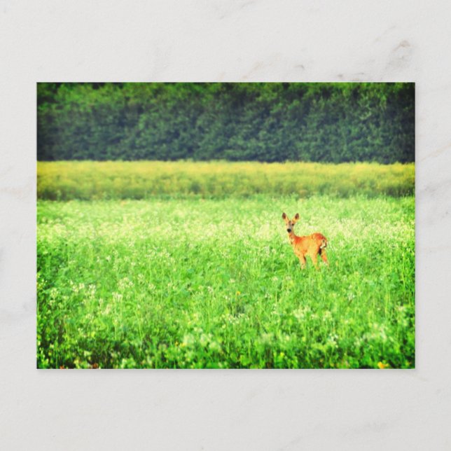 Carte Postale Surpris, cerf dans les champs Lomo (Devant)