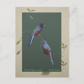 Carte Postale Surucua Trogon - couple