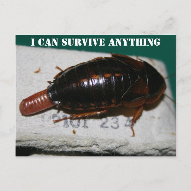 Carte Postale Survivre à n'importe quoi, Cockroach avec poche d' (Devant)