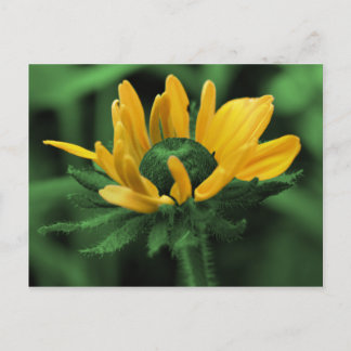 Carte Postale Susan aux yeux noirs sur la fleur verte