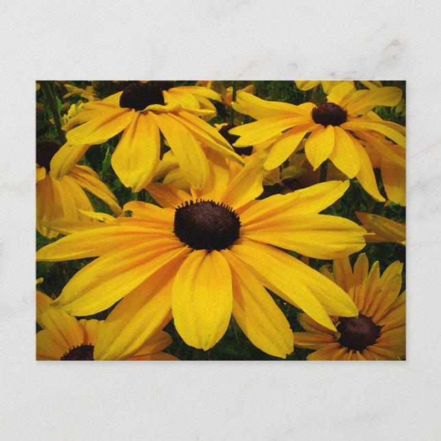 Carte Postale Susans à oeil noir (Devant)