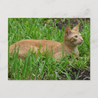 Carte Postale süße braune Katze