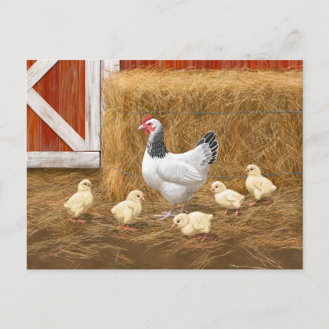 Carte Postale Sussex Chicken Mama Hen et Chicks (Devant)