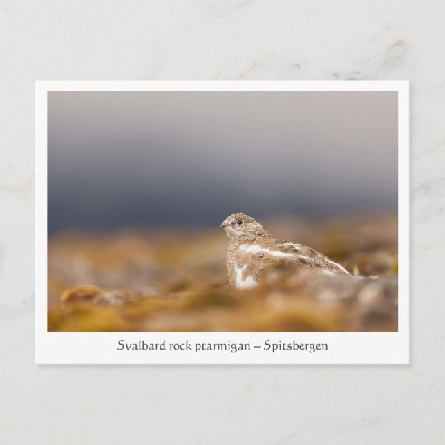 Carte Postale Svalbard Ptarmigan Wildlife Photo (Devant)