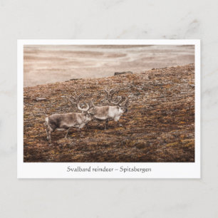 Carte Postale Svalbard Reindeer Nature Photo