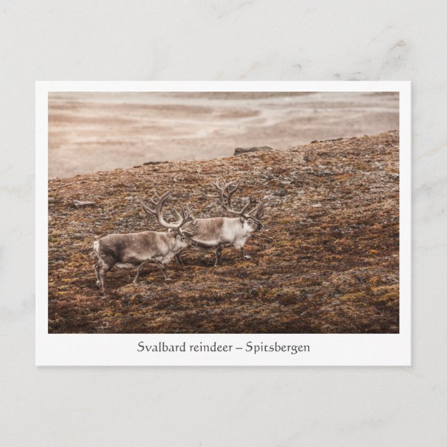 Carte Postale Svalbard Reindeer Nature Photo (Devant)