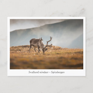 Carte Postale Svalbard Reindeer Nature Photo