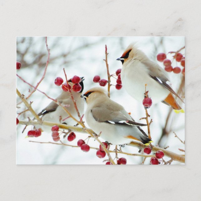 Carte Postale Sviristeli En Alimentation (Devant)