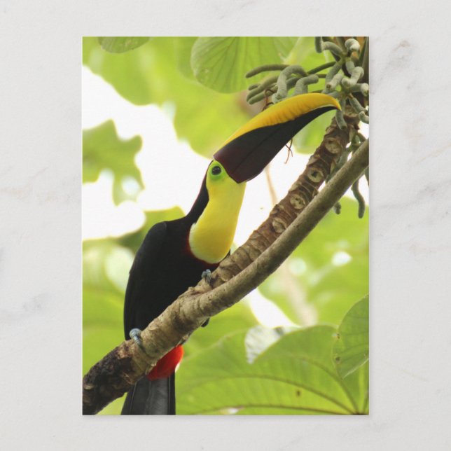 Carte Postale Swainson Toucan (Devant)