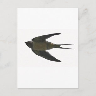 Carte Postale Swallow