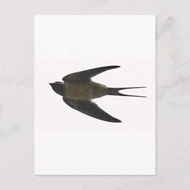 Carte Postale Swallow (Devant)