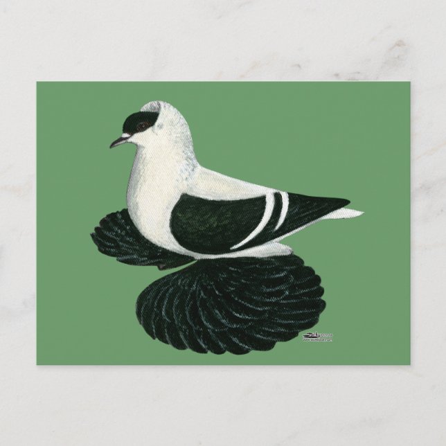 Carte Postale Swallow Pigeon Saxon Black White Bar (Devant)