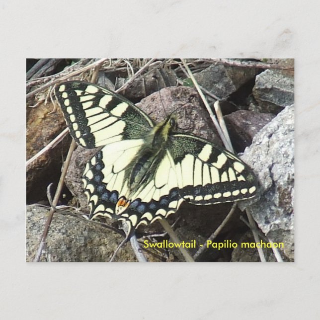 Carte postale Swallowtail Butterfly (Devant)