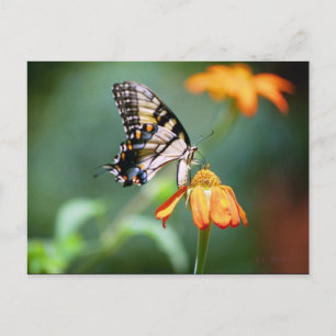 Carte postale Swallowtail et Tithonia