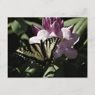 Carte postale Swallowtail & Rhododendron