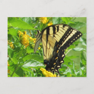 Carte postale Swallowtail Tiger Est