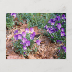 Carte postale Swallowtail & Viola