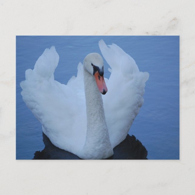 Carte postale Swan (Devant)