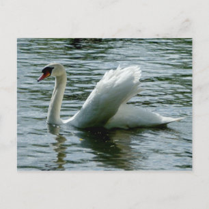 Carte Postale Swan