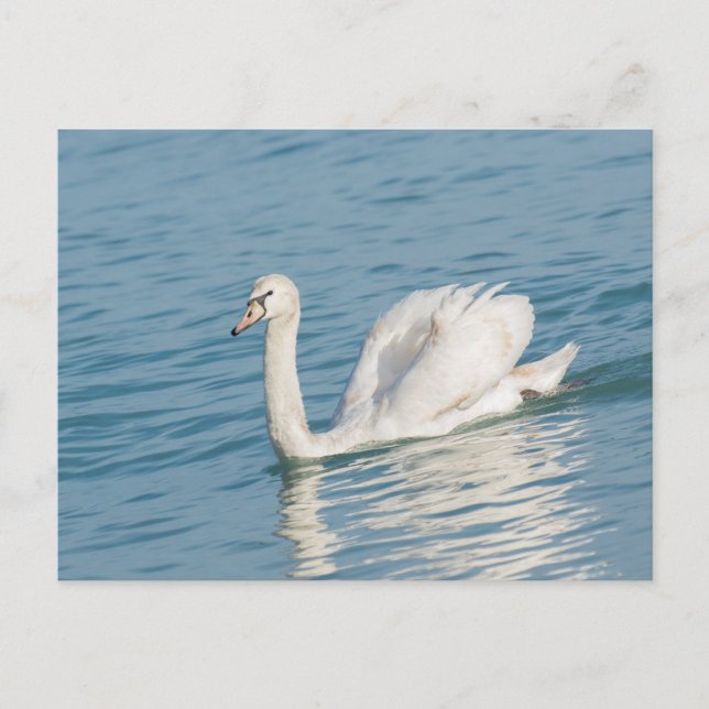 Carte Postale Swan (Devant)