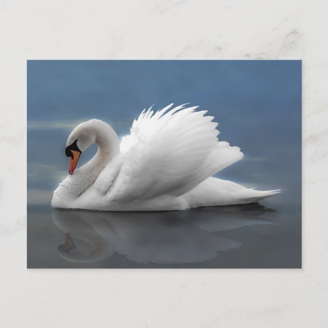 Carte Postale Swan (Devant)