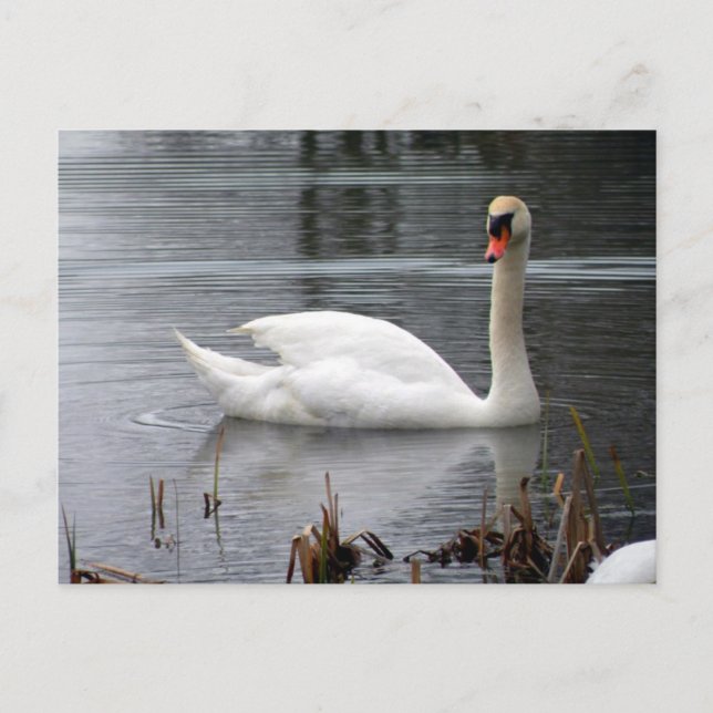 Carte postale Swan (Devant)