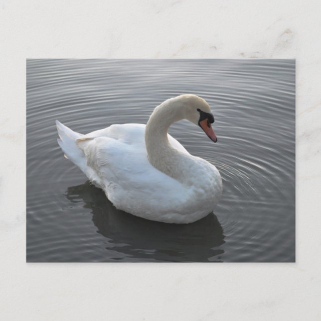 Carte Postale Swan (Devant)