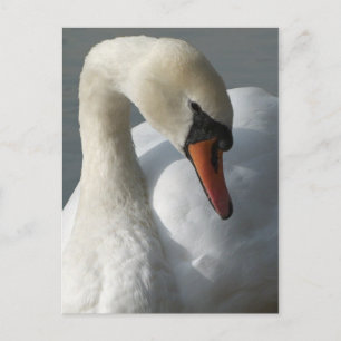 Carte Postale Swan