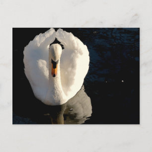 Carte Postale Swan