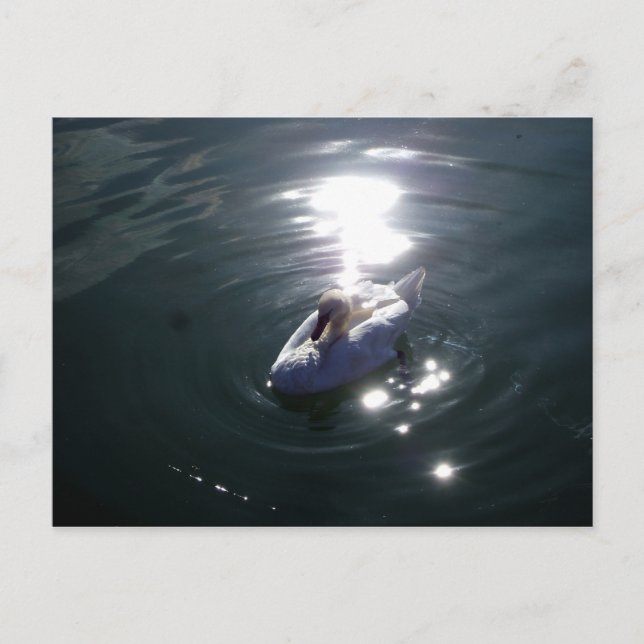 Carte Postale Swan (Devant)